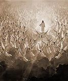 second-coming.jpg image by MALDA67